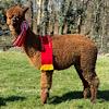 TOFT Nautilus Light Fawn Stud Male standing at TOFT Alpaca Stud